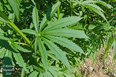 Chanvre cultiv - Hemp - Cannabis sativa 3 m18 