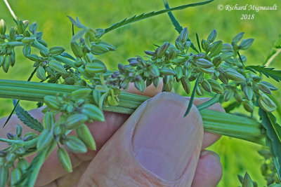 Chanvre cultiv - Hemp - Cannabis sativa 4 m18 