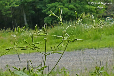 Osmorhize  long style - Long-styled sweet cicely - Osmorhiza longistylis m18 