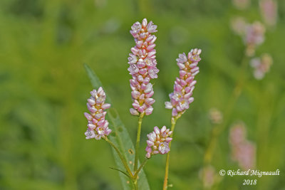 Renoue persicaire - Lady's thumb - Polygonum maculosa 5 m18