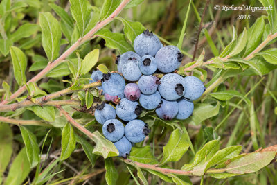 Bleuet  feuilles troites - Lowbush blueberry - Vaccinium angustifolium 5 m18