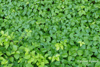Herbe  la puce - Poison Ivy - Toxicodendron rydbergii 1b m18 