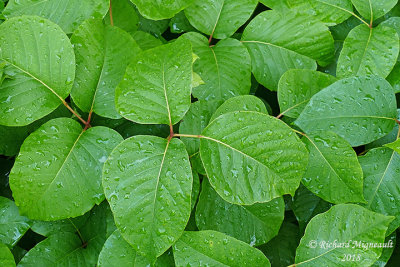 Herbe  la puce - Poison Ivy - Toxicodendron rydbergii 3b m18 