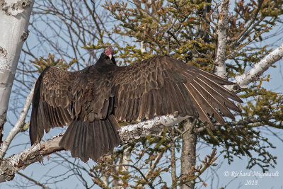 Urubu  tte rouge - Turkey Vulture 2 m18