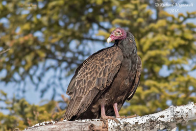 Urubu  tte rouge - Turkey Vulture 3 m18
