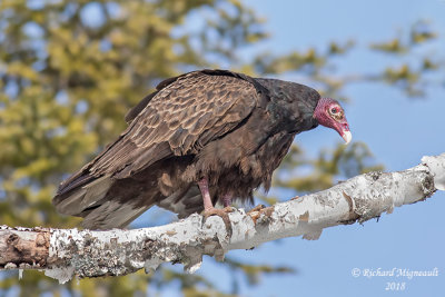 Urubu à tête rouge - Turkey Vulture 4 m18