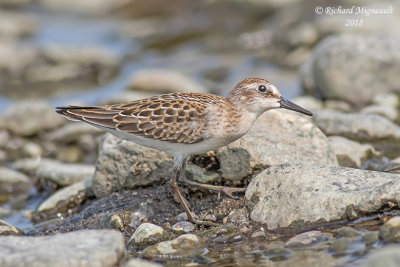 Bécasseau semipalmé - Semipalmated Sandpiper 1 m18