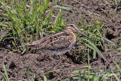 Bécassine de Wilson - Wilson’s Snipe (common s.) 1 m18