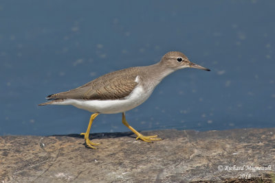 Chevalier grivelé - Spotted Sandpiper 1 m18