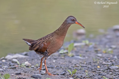 Râle de Virginie - Virginia Rail 2 m18f
