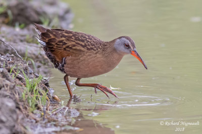 Râle de Virginie - Virginia Rail 3 m18