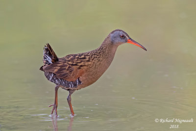 Râle de Virginie - Virginia Rail 4 m18