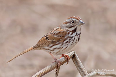 Bruant chanteur - Song Sparrow 2 m18