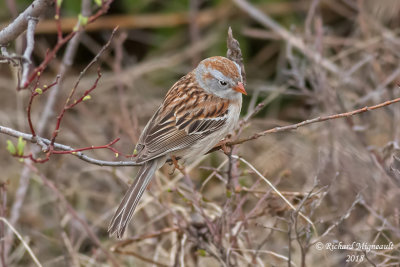 Bruant des champs - Field Sparrow 1 m18
