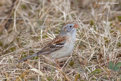 Bruant des champs - Field Sparrow 2 m18