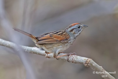 Bruant des marais - Swamp Sparrow 1 m18