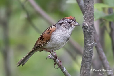Bruant des marais - Swamp Sparrow 2 m18