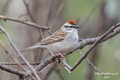 Bruant familier - Chipping Sparrow 1 m18