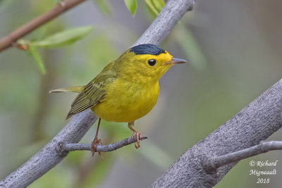 Paruline à calotte noire - Wilson’s Warbler 1 m18