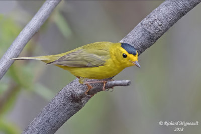 Paruline à calotte noire - Wilson’s Warbler 2 m18