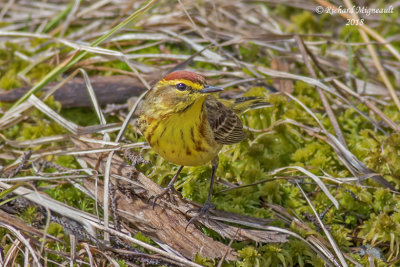 Paruline à couronne rousse - Palm Warbler 1 m18