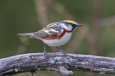 Paruline à flancs marron - Chestnut-sided Warbler 1 m18