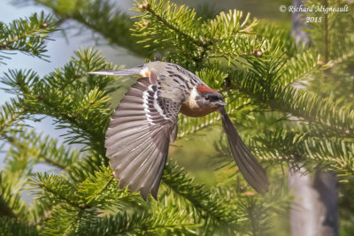 Paruline à poitrine baie - Bay-breasted Warbler 2 m18