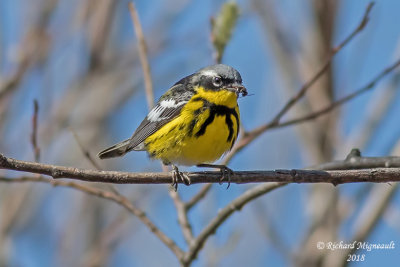 Paruline à tête cendrée - Magnolia Warbler 1 m18