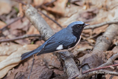 Paruline bleue - Black-throated Blue Warbler 3 m18