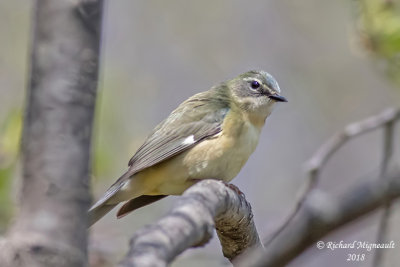 Paruline bleue - Black-throated Blue Warbler, femelle 2 m18