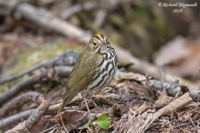 Paruline couronnée - Ovenbird 1 m18