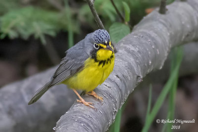 Paruline du Canada - Canada Warbler 2 m18