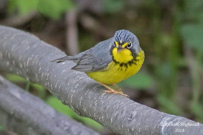 Paruline du Canada - Canada Warbler 3 m18