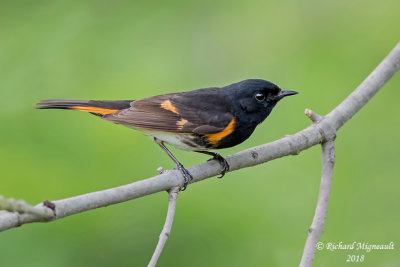 Paruline flamboyante - American Redstart 2 m18