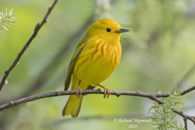 Paruline jaune - Yellow Warbler 2 m18