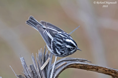 Paruline noire et blanche - Black-and-white Warbler 1 m18