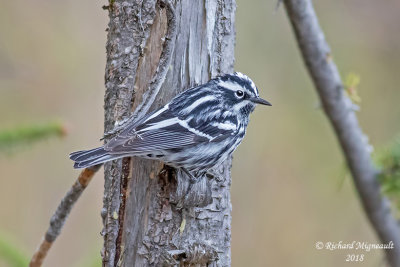 Paruline noire et blanche - Black-and-white Warbler 2 m18