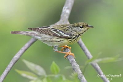 Paruline rayée - Blackpoll Warbler 1 m18