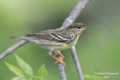 Paruline rayée - Blackpoll Warbler 2 m18