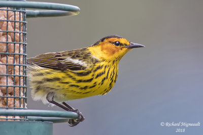 Paruline tigrée - Cape May Warbler 2 m18