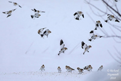 Plectrophane des neiges - Snow Bunting 2 m18