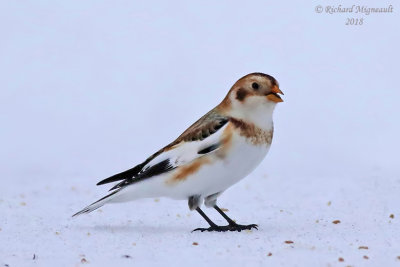 Plectrophane des neiges - Snow Bunting 4 m18