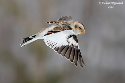 Plectrophane des neiges - Snow Bunting 5m18
