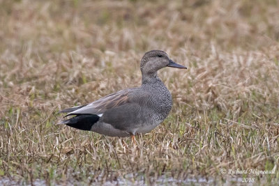 Canard chipeau - Gadwall 1 m18