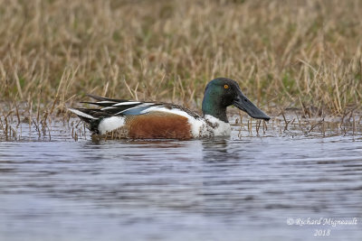 Canard souchet - Northern Shoveler 2 m18