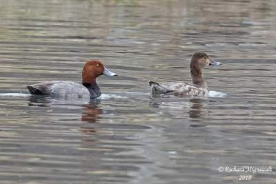 Fuligule  tte rouge - Redhead 3 m18