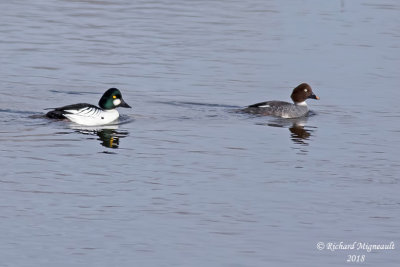 Garrot  oeil dor, Common Goldeneye, couple 1 m18