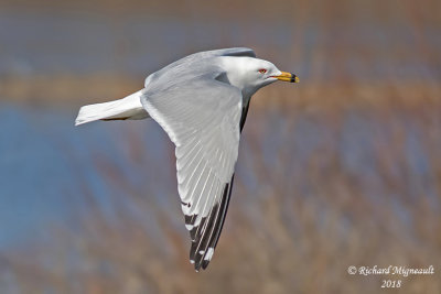Goéland à bec cerclé, Ring-billed Gull 6 m18