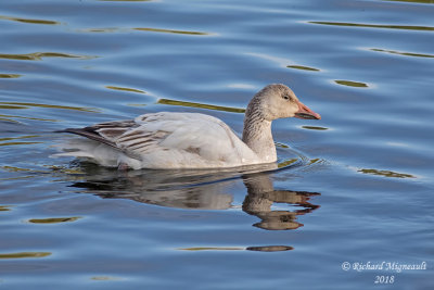 Oie des neiges - Snow Goose 2 m18