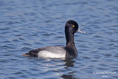 Petit Fuligule - Lesser Scaup 3 m18